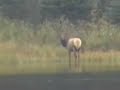 Grayling Lake wolves hunting a cow elk