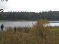 Grayling Lake wolves hunting a cow elk