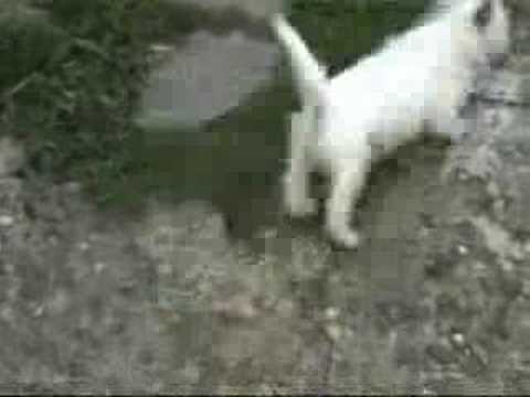 west highland white terrier westie dog dogs