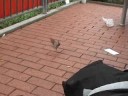 Die Vögel Teil 1 Die Vögel Teil 1