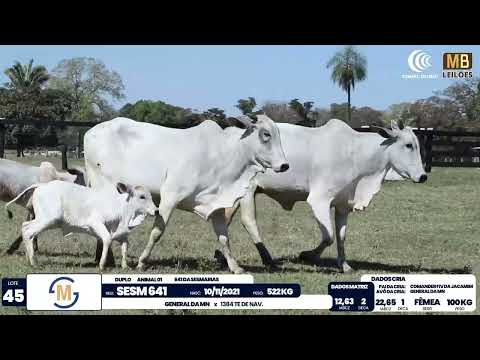 2� DE OLHO NA FAZENDA NELORE SESMARIAS