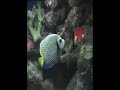 220 Gal SW FOWLR.flv