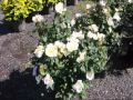 Partial Sun On Pink Knockout Roses
