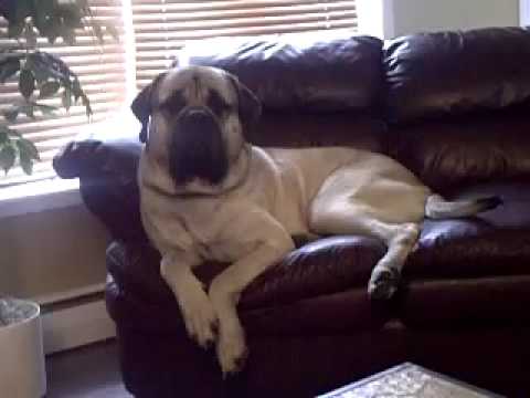 english mastiff