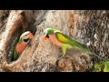 Red Breasted Parakeet_01.AVI