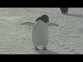 PENGUINS!!!