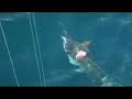Black Bart fishing El Salvador