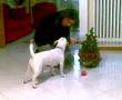 Mosi canta buon natale