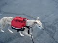 Whippet w/his favorite backpack. Whippet w/his favorite backpack.