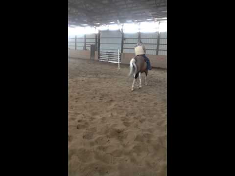 horses grand national horses grand national