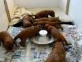 Perfidelis Irish Setter puppies first weaning