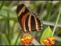 ♥♫ KEVIN KERN - Butterfly ♥♫