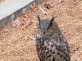 Great horned owl hooting Great horned owl hooting