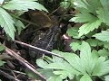 Midwest Wild 004