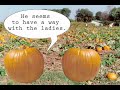 Pumpkins Talk Halloween