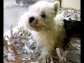Puppy West Highland