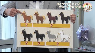 #02 サラブレッドの毛色ってどんな色?