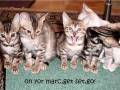 just funny cats 2