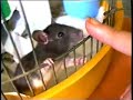 Kini the rat demands a kiss!