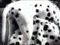 Dalmata Dalmata