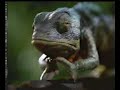 Bud Lizards-You\