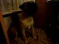 Boerboel video