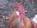 Farm animals