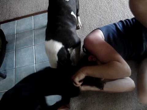 Slimmy the Bull Terrier&Stell the Lab. Vs Human….