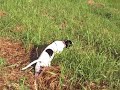 English Pointer