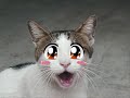 Lustige Tiere hahahah Lustige Tiere hahahah