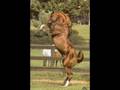 Enpinando Cavalo