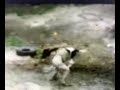 Marines Cow Wrestling Fun
