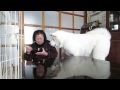 秋田犬無言の圧力でおねだりをする【akita dog】 犬