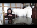 秋田犬無言の圧力でおねだりをする【akita dog】 犬