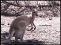 Outback road safety