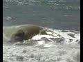 Bodyboarding em Maraca�pe