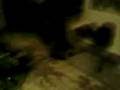 videos de gare bear having a moment