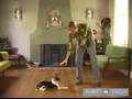 How to Train a Beagle : How to Teach Your Beagle to Lay Down Using These Dog Obedience Training Tips