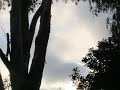 Trees 2 love