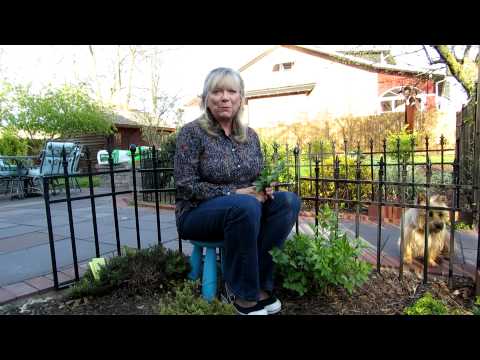 how to harvest lovage