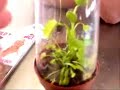 growth-of-a-venus-fly-trap.html
