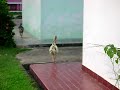 Ayam Tetangga