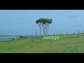 20250721 美國村海岸邊的樹4k60pS 07 01 mov