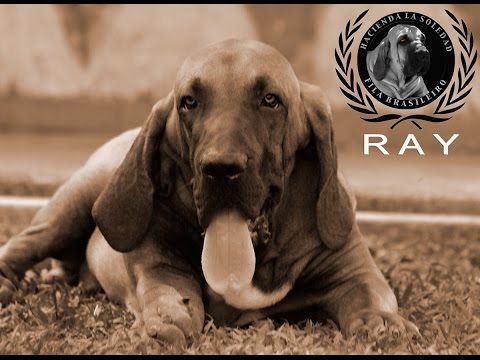 fila brasileiro