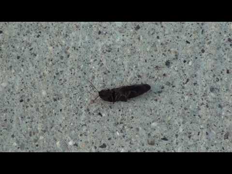 See video