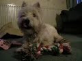 westie yawn westie yawn