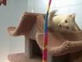 videos de The Wonder Cats from Bideawee