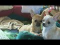 Manini & Peaches
