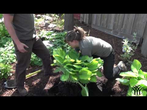 how to dig up and replant hostas