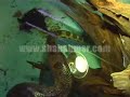 Green Anacondaالاسم العلمي : Eunectes murinusالتوزيع : المناطق الاستوائية في امريكا الجنوبية وتشمل البيرو البرازيل والترنداد وكولومبياقد يكون البعض سمع عنها وعرفها عن طريق فيلم اناكوندا والذي انتج عام 1997 ولكن احب اقولكم ان الأناكوندا من الثعابين المعروفة بكبر حجمها .والانكوندا تتبع فصيلة البواءات كما انها تعتبر اكبر ثعبان في العالم وقد يصل وزنها الى 250كغ وطولها الى 10 امتار كحد اقصى اما قريبتها الانكوندا الصفراء فهي اصغر حجما ولا يتجاوز طولها المترين وهي تعيش في نفس القارة الامريكية الجنوبية .تعيش الأناكوندا قرب المستنقعات وهي سباحة ماهرة ورشيقة عندما تكون في المياة بينما تكون بطيئة وثقيلة الحركة حينما تكون خارج المياة .في الواقع نجد ان الأناكوندا العملاقة غالبا ماتكون انثى إذ ان الاناث تفوق الذكور في الحجم وتتغذى الأناكوندا على معظم الثدييات والطيور والزواحف فالكبار منها تتغذى على الطيور وسلاحف المياة العذبة والكيمن الامريكي والاليغيتور (حيوان شبية بالتمساح يعيش في القارة الامريكية) وهي تهاجم الجاكور وتبتلعة كاملا ويقال ان هناك حالات سجلت حيث قامت بافتراس البشر وبسراحة انا شخصيا تلقيت منها عضة على يدي الله لايوريكم 5 غرز.وتلد الانثى من 20-50 وتضع الصغار احياء ., عملية تزاوج تسمى باكرة التزاوج لان الذكور تلتف حول الانثى
